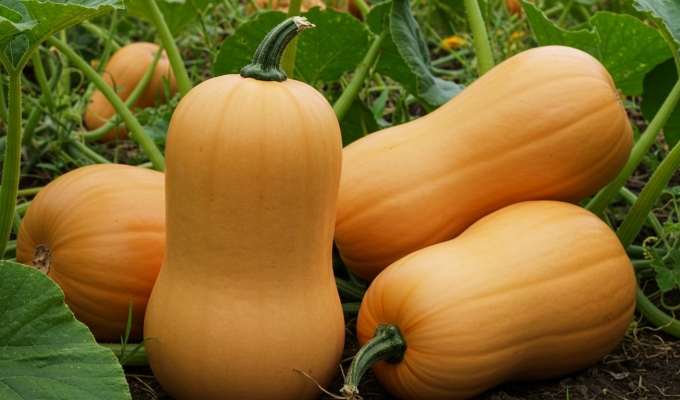 Butternut Production Tips for Improved Yields and Profitability